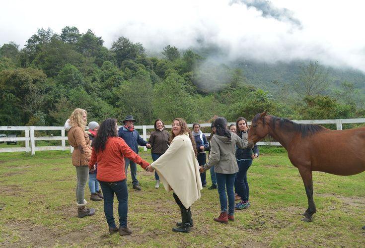 Cheval au repos sur le site de formation